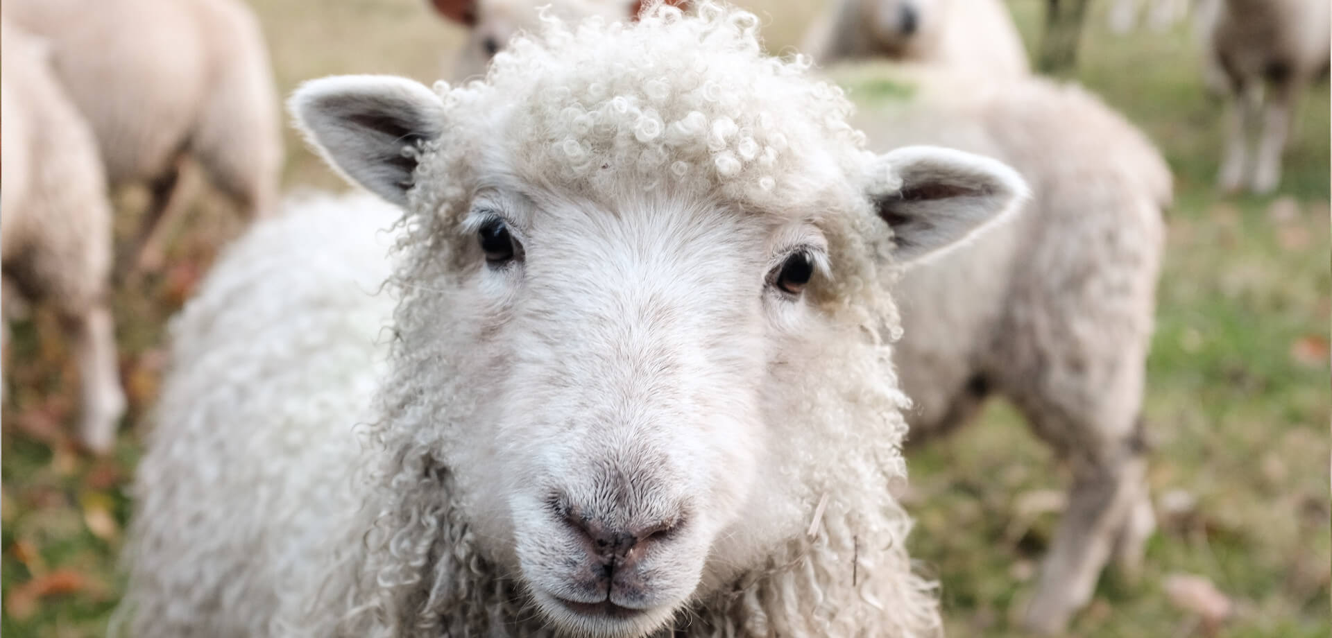 Sheep&Goat Milking Machines
