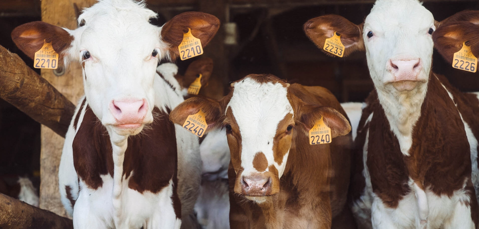 Cow Milking Machines